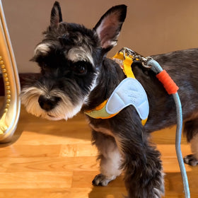 Dopamine Dog Harness and Leash